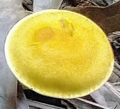 Cortinarius lewisii