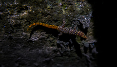 Sphaerodactylus copei