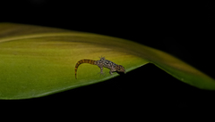 Sphaerodactylus copei