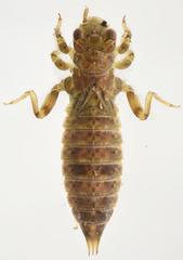 Paragomphus genei