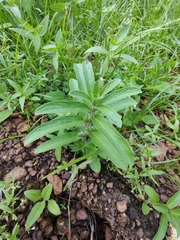 Andrographis echioides