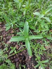Andrographis echioides