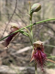 Calochilus robertsonii