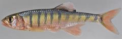 Opsaridium peringueyi