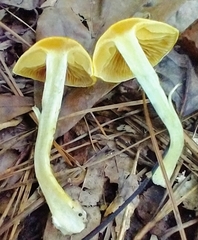 Cortinarius lewisii