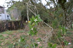Cestrum mariquitense