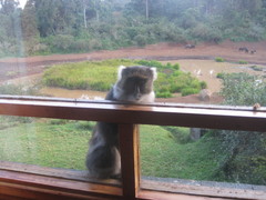 Cercopithecus mitis kolbi