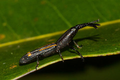 Uropteroides douei