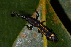 Uropteroides douei