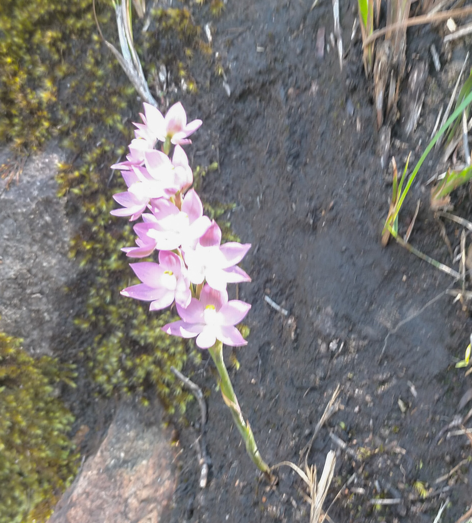 Thelymitra fragrans