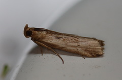 Faveria laiasalis