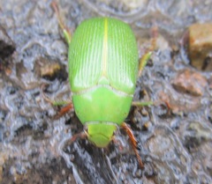 Xylonichus eucalypti