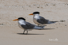 Thalasseus bengalensis