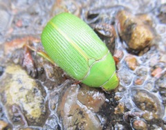 Xylonichus eucalypti
