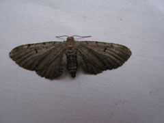 Eupithecia assimilata