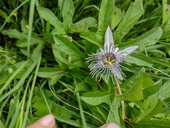 Passiflora karwinskii