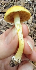 Cortinarius lewisii