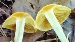Cortinarius lewisii