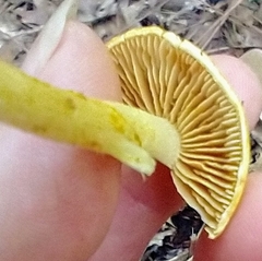 Cortinarius lewisii