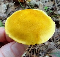 Cortinarius lewisii