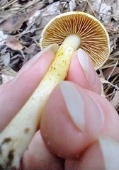 Cortinarius lewisii