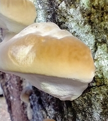 Inonotus quercustris