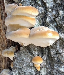 Inonotus quercustris