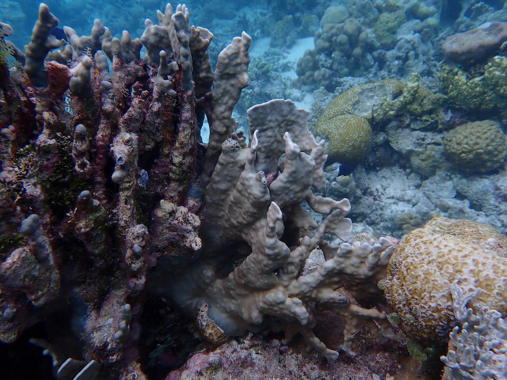 Blue Coral