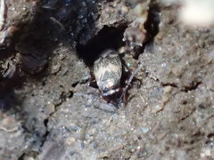 Spanagonicus albofasciatus