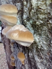 Inonotus quercustris