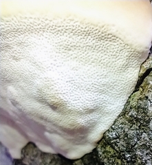 Inonotus quercustris