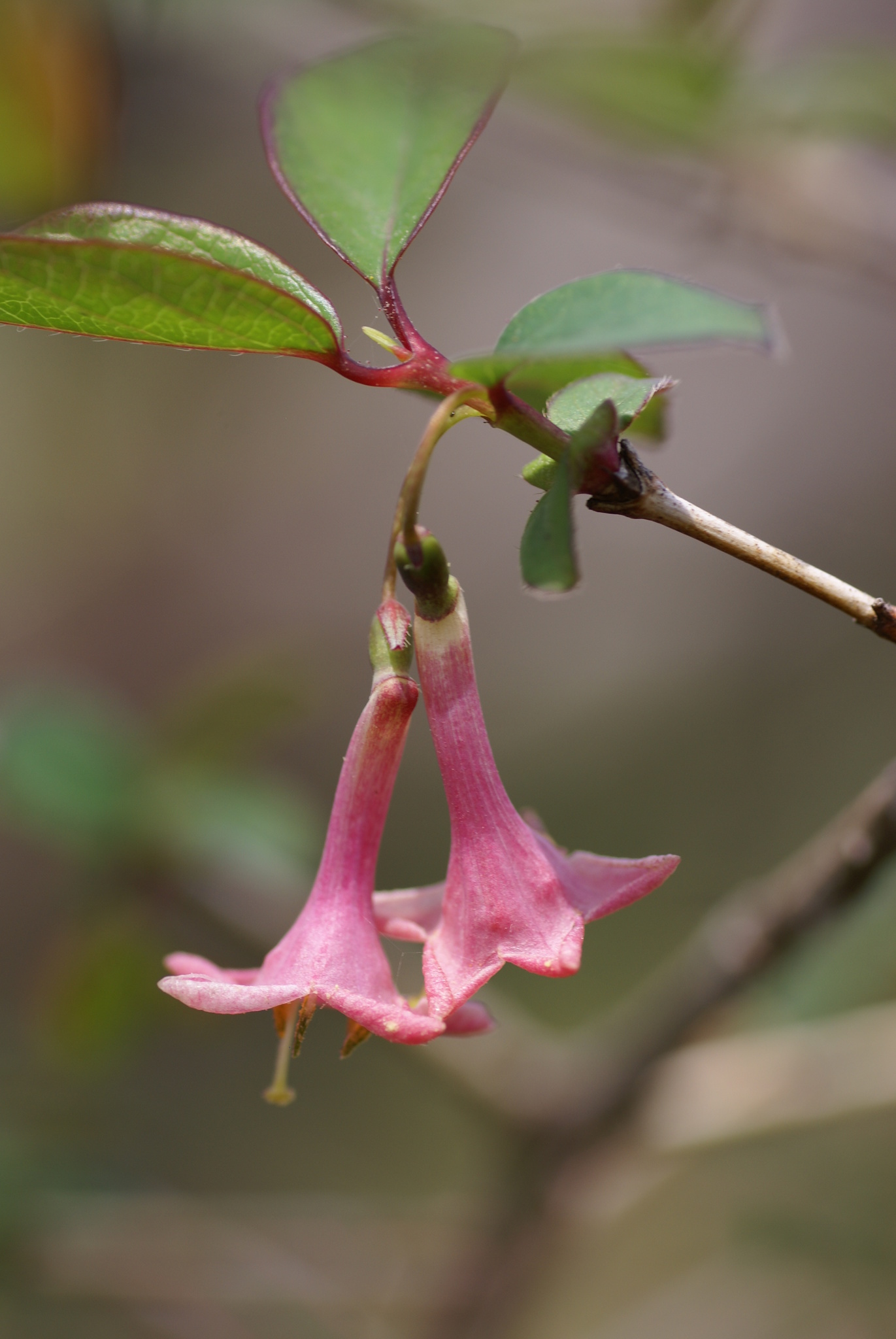 Lonicera gracilipes