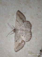 Geometridae