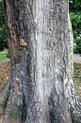 Inonotus quercustris