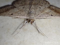 Geometridae