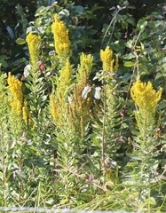 Solidago elongata