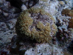 Physogyra lichtensteini