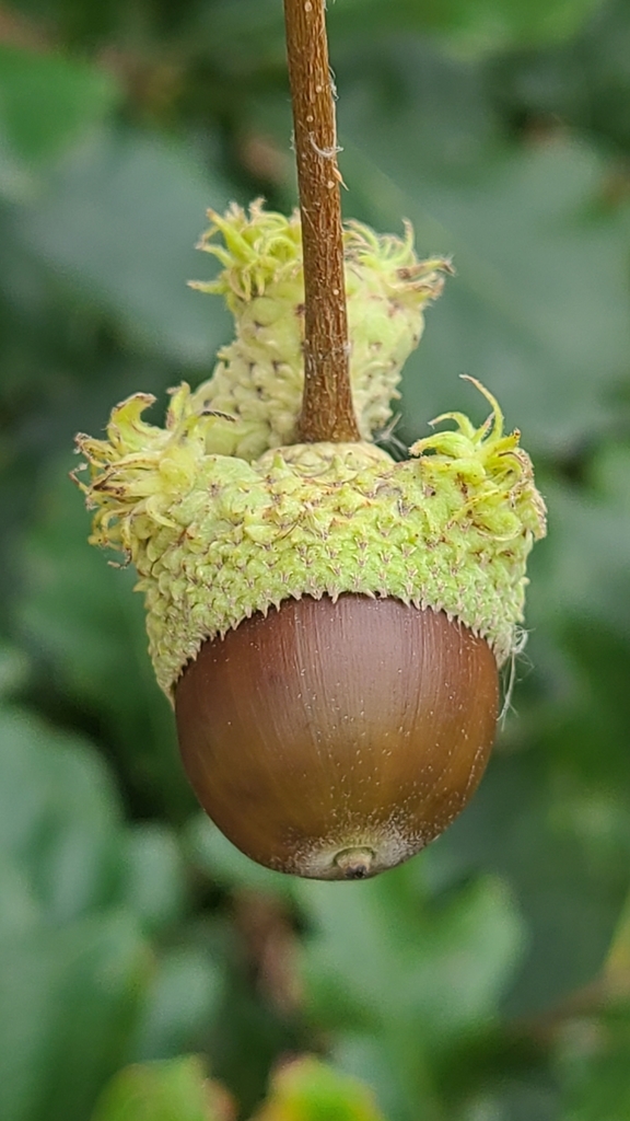 Andricus incertus