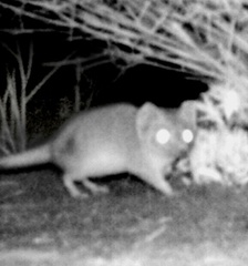 Sminthopsis macroura