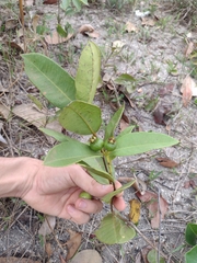 Psidium firmum