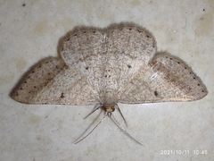 Geometridae