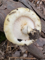 Lactarius croceus