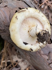 Lactarius croceus