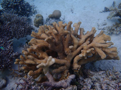 Pocillopora grandis