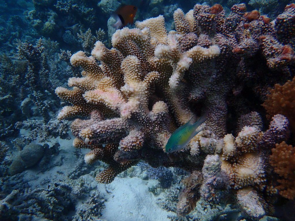 Antler Coral