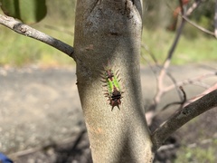 Doratifera oxleyi