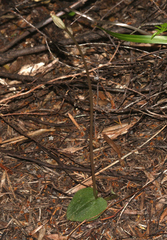Corybas rotundifolius