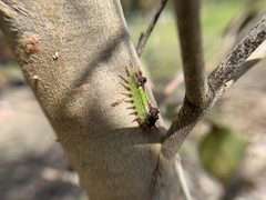 Doratifera oxleyi