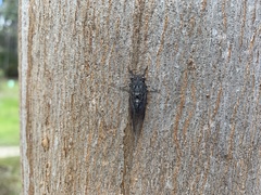 Atrapsalta furcilla