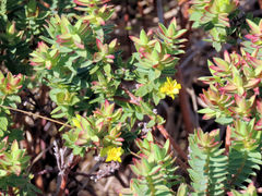 Gnidia styphelioides